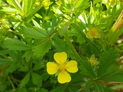 Potentilla erecta