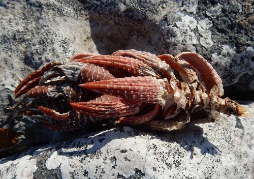Haworthiopsis coarctata