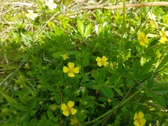 Potentilla erecta