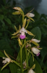 Eulophia herbacea