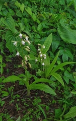 Eulophia herbacea