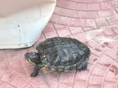 Trachemys scripta elegans