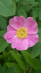 Rosa sherardii