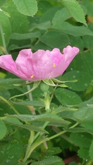 Rosa sherardii
