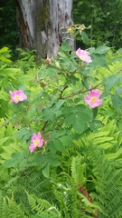Rosa sherardii