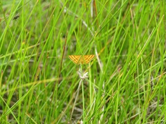 Idaea aureolaria