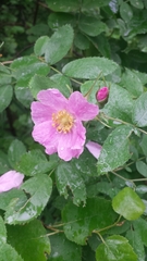 Rosa sherardii