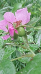 Rosa sherardii