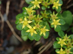 Sedum actinocarpum