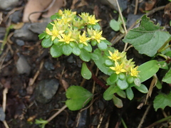 Sedum actinocarpum