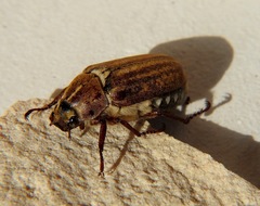 Anoxia australis