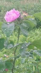 Rosa sherardii