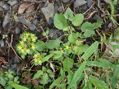 Sedum actinocarpum