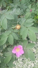 Rosa sherardii