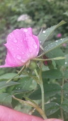 Rosa sherardii