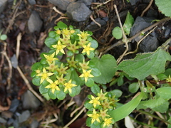 Sedum actinocarpum