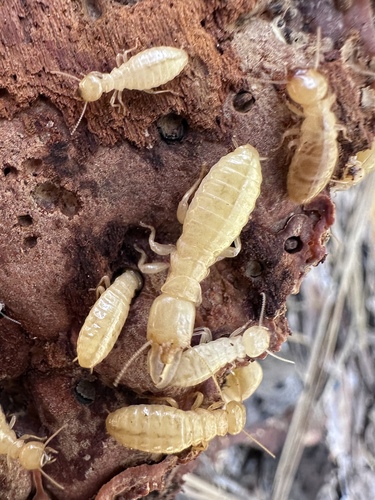 Nevada Dampwood Termite photo 3