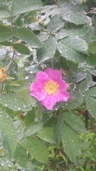 Rosa sherardii