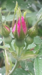 Rosa sherardii