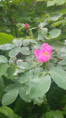 Rosa sherardii
