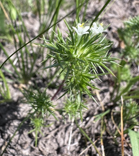 Image of Navarretia intertexta by (c) Matt Berger, some rights reserved (CC BY)
