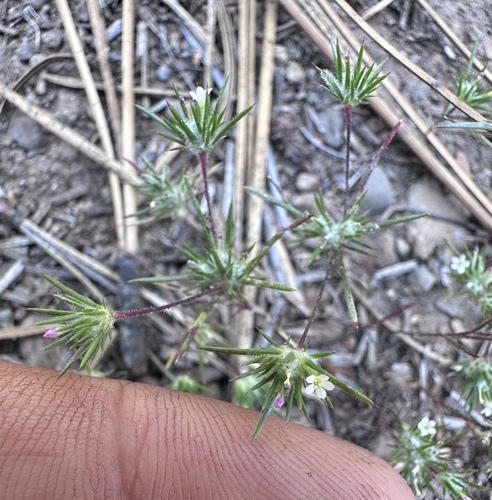 Image of Navarretia divaricata by (c) Matt Berger, some rights reserved (CC BY)
