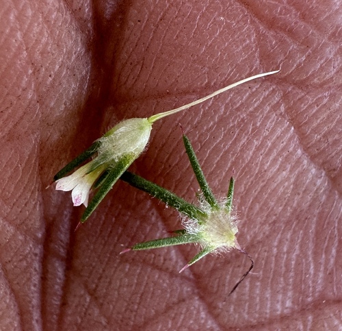 Image of Navarretia divaricata by (c) Matt Berger, some rights reserved (CC BY)