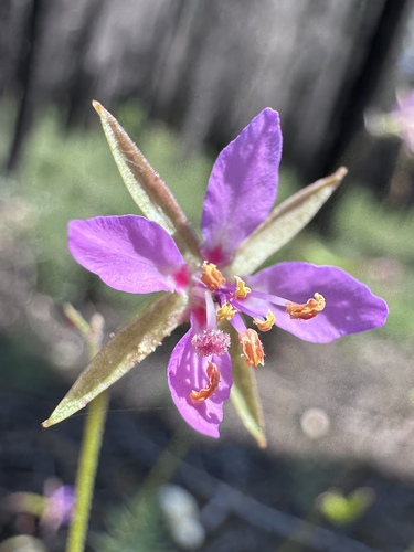 Image of Clarkia stellata by (c) Matt Berger, some rights reserved (CC BY)