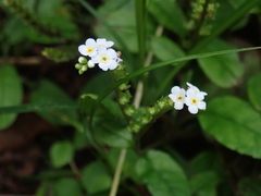 Trigonotis formosana