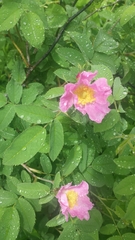 Rosa sherardii