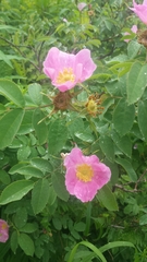 Rosa sherardii