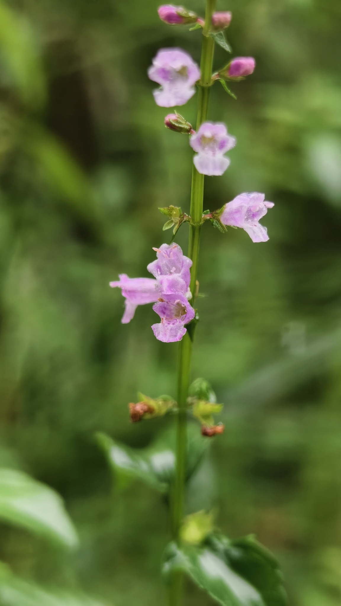 Mosla dianthera