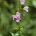 Miniature Beefsteak-Plant - Photo (c) 李博恒, some rights reserved (CC BY-NC), uploaded by 李博恒