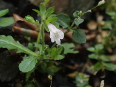Mazus goodenifolius