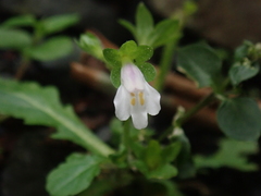 Mazus goodenifolius