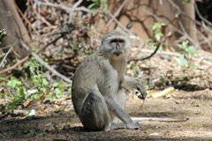Chlorocebus cynosuros