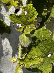 Trichosanthes scabra