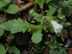 Mazus goodenifolius