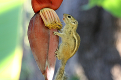 Funisciurus congicus