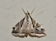 Agrioglypta excelsalis