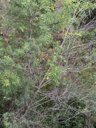 Image of Acacia pentadenia by (c) David Thompson, some rights reserved (CC BY)