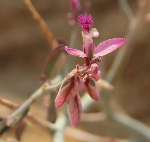 Image of Polygala mossii by no rights reserved