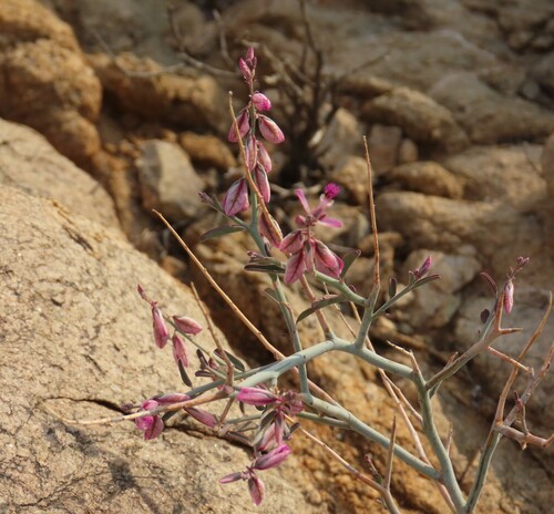 Image of Polygala mossii by no rights reserved