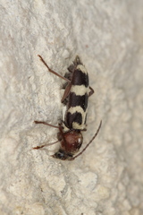 Chlorophorus trifasciatus