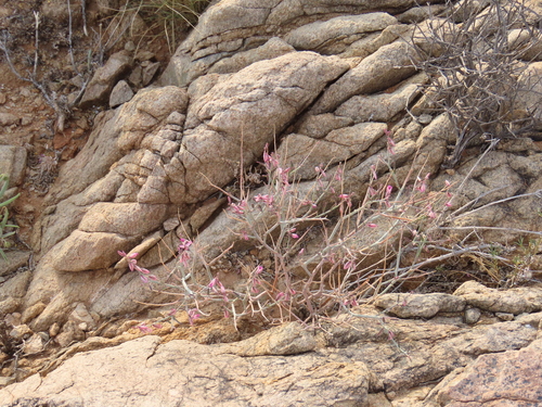 Image of Polygala mossii by no rights reserved