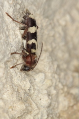 Chlorophorus trifasciatus