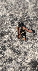 Pyropteron chrysidiforme