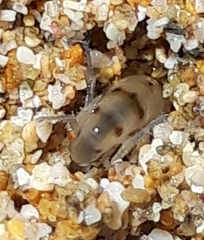 Talitrus platycheles