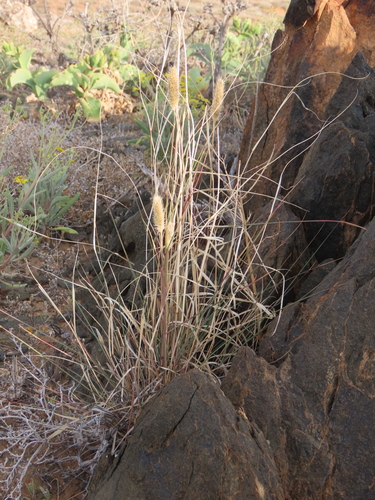 Image of Fingerhuthia africana by no rights reserved