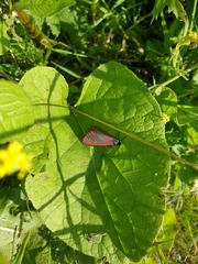 Tyria jacobaeae